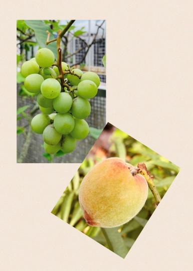 水果收成

朋友退休後喜歡種植水果，剛剛傳來可以收成的桃和青葡萄，很多有滿足感啊！...