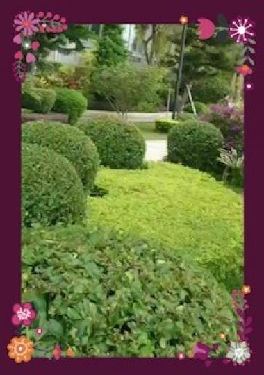 屋苑花園

感謝園丁天天辛勞打理花園，使屋苑內住戶可以在清潔、鳥語花香的花園來放閒。...