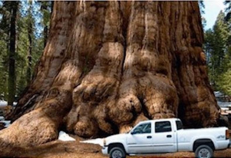 世界上最大的樹

這棵樹就是位於美國加利福尼亞州的雪曼將軍樹，經過了3500多年的生長，這棵雪曼將軍樹已經成為一個龐然大物。根據測量得知，現在這棵樹已經有着83.8米高了，可以說將近有30層左右的樓高...