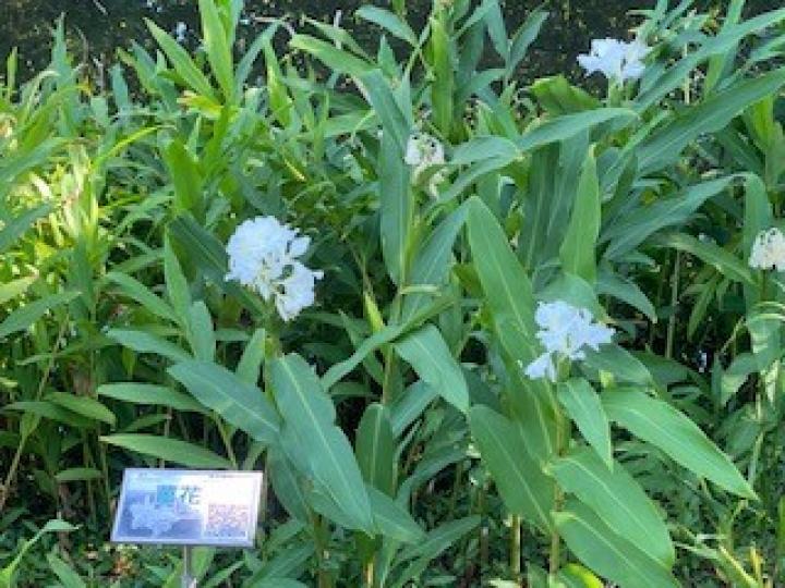 薑花
濕地公園的薑花寥寥可數，不竟已踏入冬天了。...