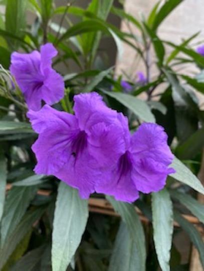 牽牛花花語

香港俗稱牽牛花為喇叭花，日本人把牽牛花叫做「朝顏」，因為她「朝開夕落」，早上綻放的清麗的容顏，夕陽下山後就凋謝了，象徵著美麗但短暫的生命！...