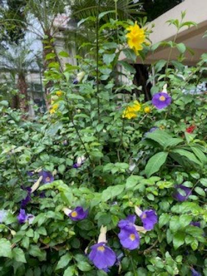 牽牛花
牽牛花別名喇叭花、朝顏花。花色鮮豔美麗。牽牛花有個俗名叫「勤娘子」,顧名思義,它是一種很勤勞的花。每當公雞剛啼過頭遍,時針還指在 「4」字左右的地方,繞籬縈架的牽牛花枝頭,就開放出一朵朵喇叭... 牽牛花
牽牛花別名喇叭花、朝顏花。花色鮮豔美麗。牽牛花有個俗名叫「勤娘子」,顧名思義,它是一種很勤勞的花。每當公雞剛啼過頭遍,時針還指在 「4」字左右的地方,繞籬縈架的牽牛花枝頭,就開放出一朵朵喇叭...