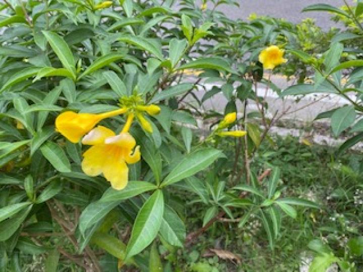 牽牛花
孩童時我不知這花正確學名,只叫喇叭花,後來知英文叫Morning Glory 因早上開。常見的有黃和紫色。... 牽牛花
孩童時我不知這花正確學名,只叫喇叭花,後來知英文叫Morning Glory 因早上開。常見的有黃和紫色。...