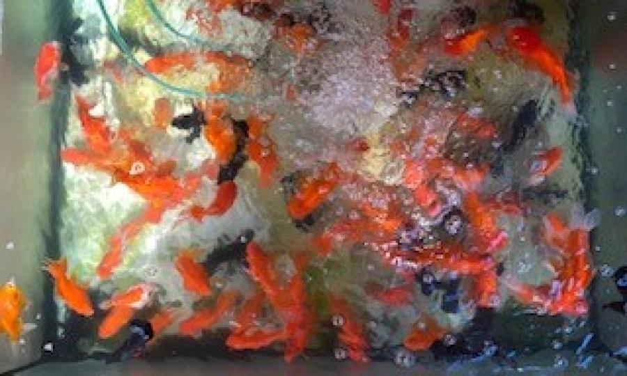 金魚
欣賞金魚在缸中游來游去是一種消閑方法之一。...