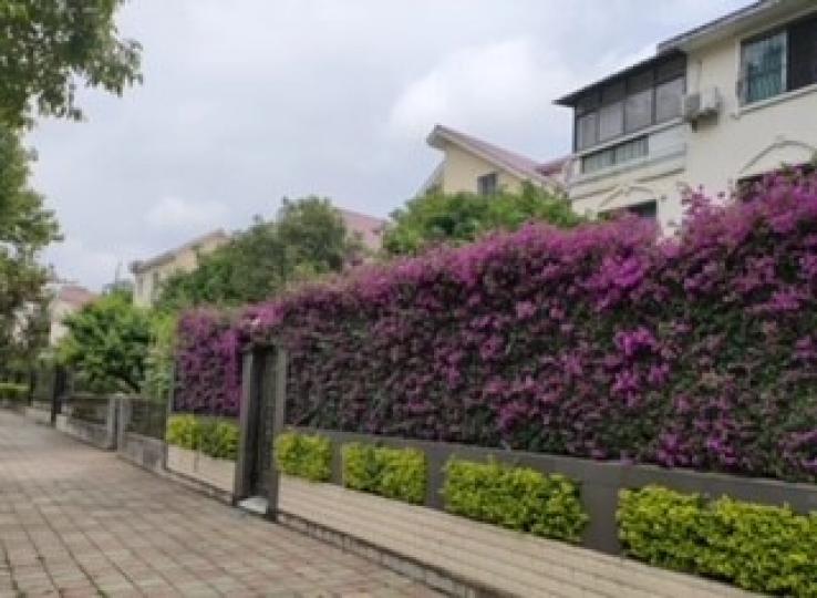 綠化的社區
社區多種花草樹木能區內居民享受在綠化環境生活。...