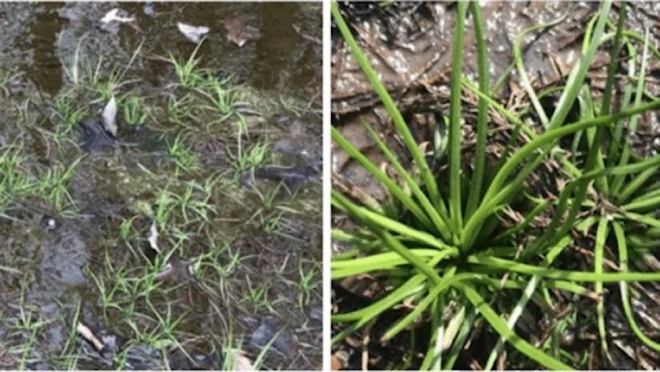 「中華水韭」
杭州現極珍貴3億年歷史「中華水韭」。這古老的野生植物中華水韭」與韭菜不同，韭菜是陸生植物，中華水韭是水生類植物；從味道上來講，韭菜是非常香的，而中華水韭是沒有味道的。...