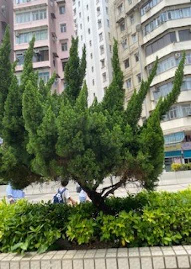 龍柏

龍柏常用於道路植樹，庭園、公園造景及家庭盆植。龍柏最迷人的特點是它綠綠的鱗狀葉，柔軟但堅實，像一對對綠色的手臂伸上天空。...