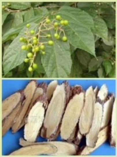 布渣葉
中醫認為布渣葉性平味酸,並且不帶有毒性,進入身體之後可以有效的治療蠱脹以及中暑、黃疸等毛病,對於身體的保健效果非常的不錯。布渣葉適合用開水沖泡服用,作為茶水在生活中飲用可以消暑。... 布渣葉
中醫認為布渣葉性平味酸,並且不帶有毒性,進入身體之後可以有效的治療蠱脹以及中暑、黃疸等毛病,對於身體的保健效果非常的不錯。布渣葉適合用開水沖泡服用,作為茶水在生活中飲用可以消暑。...