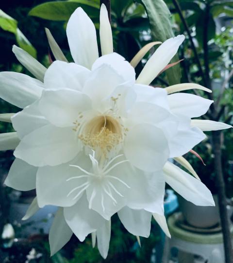 天台花園

天台花園種的花開得燦爛。...