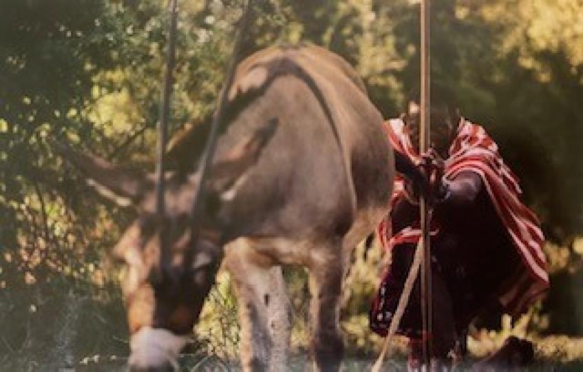 馬賽人的狩獵

非洲肯尼亞山北部的馬賽村莊是馬賽人一直以來在這大草原上狩獵，畜牧的地方。這是他們特有的原始生活狀態和習慣。...
