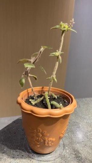 室內植物

這盆室內小植物形態特別，有含苞待放的趨勢。...