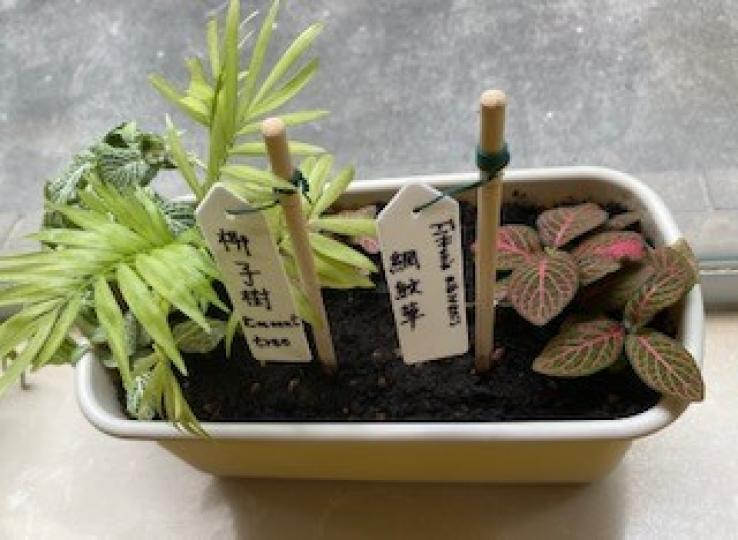 室內盆栽
在窗台栽種植物不單優雅，還能使室內空氣清新，吸入植物噴出來的氧。...