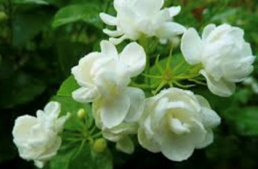 茉莉花
茉莉花是非常好養的，它本身開花開得非常的多，花量也大，而且溫度合適的話，一年四季都能開花，是非常適合家庭養殖的。只要家裡溫度不是太低，一般都可以養殖。而且管理非常簡單，只要定期的澆水施肥就可以...