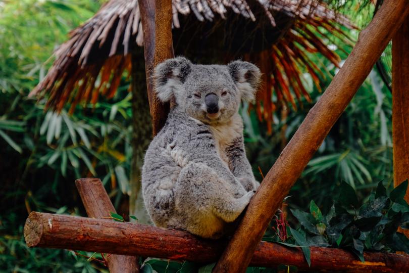 樹熊
樹熊是澳洲的特有種有袋類動物，全世界僅分布在澳洲的東部昆士蘭州、新南威爾斯、南澳州和維多利亞地區低海拔、不密集的桉樹林中。...