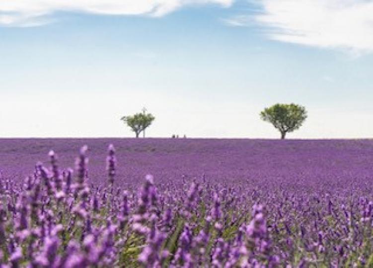 法國普羅旺

南法普羅旺斯近年以薰衣草田的觀光活動最為興盛。旅客認為伴隨著熱情的陽光，看著那一望無際的紫色花海，浪漫程度已經不是言語能夠比擬。...