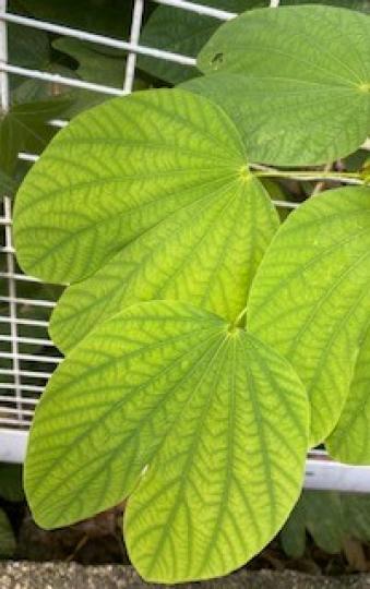 洋紫荊
洋紫荊是香港市花，年幼時我們稱它的葉為「聰明葉」，想起當時被人誤導正確學名真無知。...