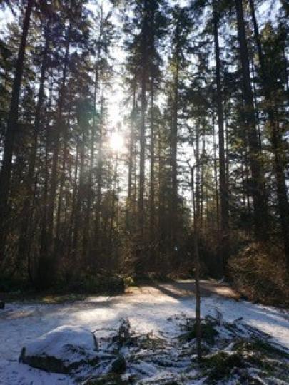 一點溫暖
地上雖然舖上冰雪，但太陽在樹幹中滲出光和熱，給大地一點溫暖。...