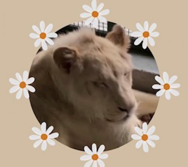 白化獅子
委內瑞拉首都加拉加斯的卡里庫歐動物園，5月下旬喜迎3隻年輕罕見白化獅子，牠們源於南非，從捷克遠道而來，並在此找到新家。獅子共兩公一母，重約120公斤，在籠子中踱步或者休息，十分健康。一個周日...