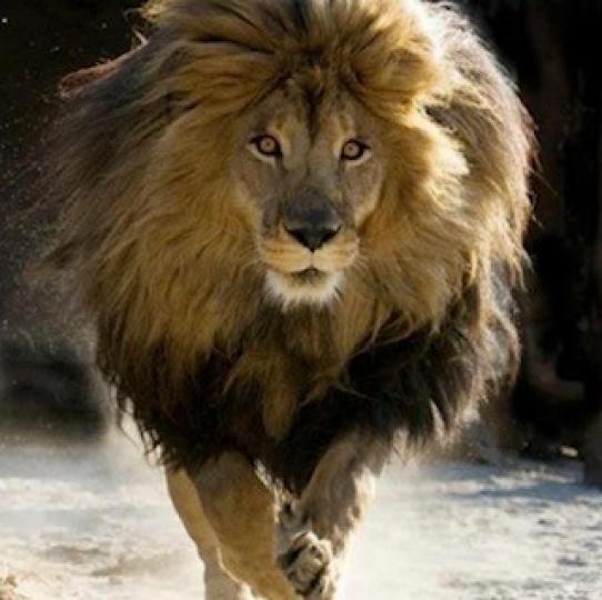 亞特拉斯獅
亞特拉斯獅被稱為萬獸之王,牠們與其他非洲獅子不同的是,亞特拉斯獅鬃毛豐厚蓬鬆,顏色較深,黑色鬃毛甚至直達腹部,獅群裡,頂多兩三頭獅子,且母獅也會狩獵.... 亞特拉斯獅
亞特拉斯獅被稱為萬獸之王,牠們與其他非洲獅子不同的是,亞特拉斯獅鬃毛豐厚蓬鬆,顏色較深,黑色鬃毛甚至直達腹部,獅群裡,頂多兩三頭獅子,且母獅也會狩獵....