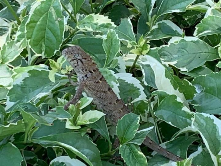 小蜥蜴
香港的蜥蜴沒有毒, 常於晚上捕食小昆蟲。...