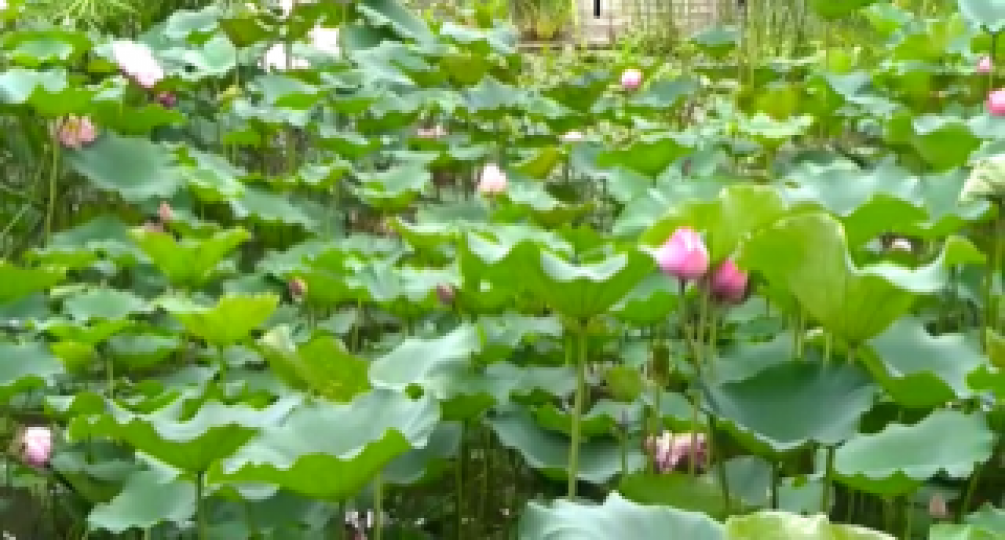 荷花
雨後城門谷公園的荷塘很清新，別有一番美。...