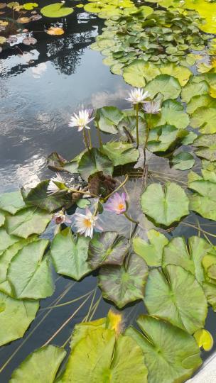 睡蓮
睡蓮花盛開至次日中午，故稱睡蓮。通常九月開花的睡蓮至今仍可見。...