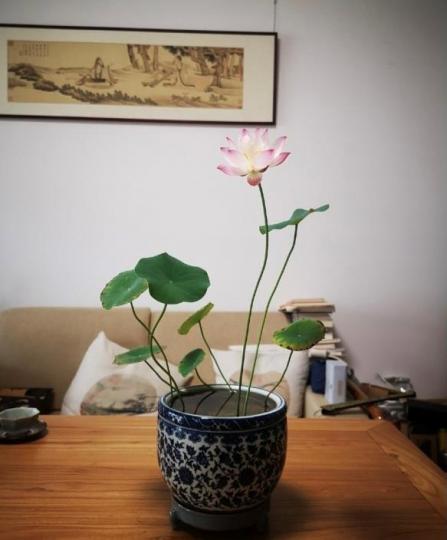 碗蓮
很多人喜歡蓮花因為蓮花開的時候那個美很難形容,有人認為蓮花只能種在池塘里,其實蓮花可以家庭養殖,家居養一碗碗蓮，開花時心情也會變得美美的。...