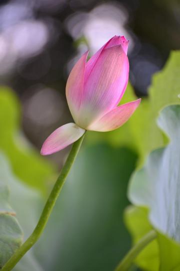 荷花

荷花是出水植物，花莖一般會伸出水面達150cm高，花有紅、粉紅、白等色，花只於夏季開。...