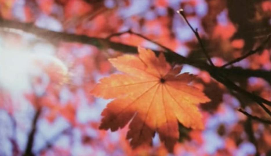藝術濾鏡
秋冬期間，楓葉開遍整個山嶺，藝術濾鏡可以幫助拍攝楓葉的技巧。...