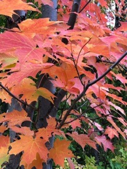 美麗的楓樹

秋天的加拿大漫山遍野楓樹盛開，紅葉片片。...