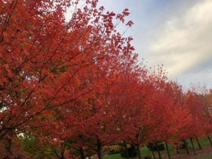 加拿大楓樹
每到秋天加拿大滿山的楓紅，成為旅遊熱點。...