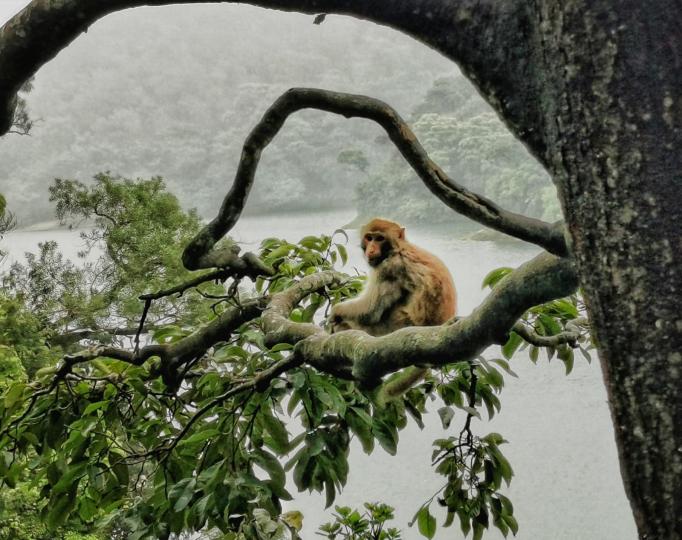 猴子
香港郊野公園常有猴子出沒，城門水塘金山郊野公園有大批猴子居於此。...