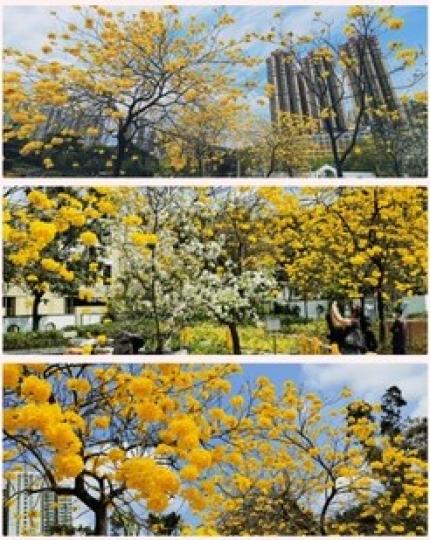 黃花風鈴木

近日南昌公園吸引了不少拍友，大家都是想捕捉盛放的黃花風鈴木。...