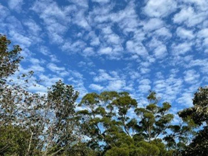 大自然的美
藍色天空和白雲加上不同高度的樹從低角度炒上去，可以欣賞到大自然的美。...