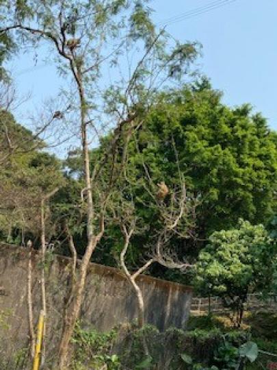 惡作劇

城門水塘附近的猴子相當惡作劇，搶了遊人載有食物的袋，然後爬上高高的樹上慢慢享用。...