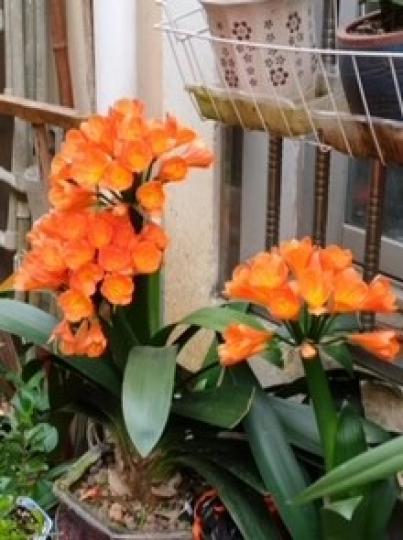 君子蘭
君子蘭是多年生草本植物,花期長達30-50天,以冬春為主,是半陰性植物,喜涼爽,忌高溫,生長適溫為15-25℃,低於5℃則停止生長,喜肥厚、排水性良好的土壤和濕潤的土壤,忌乾燥環境,具有很高的... 君子蘭
君子蘭是多年生草本植物,花期長達30-50天,以冬春為主,是半陰性植物,喜涼爽,忌高溫,生長適溫為15-25℃,低於5℃則停止生長,喜肥厚、排水性良好的土壤和濕潤的土壤,忌乾燥環境,具有很高的...