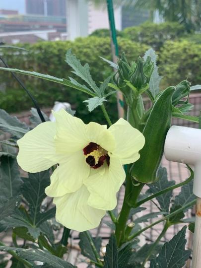 蘭花
昨天路過公園發現有一朵開得燦爛的蘭花，我便急急拍下。...