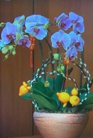 教壇花
近曰疫情嚴峻，教會雖然不公開給會眾祟拜，但教壇上的花都已換了應年的蘭花、五代同堂和銀柳。...