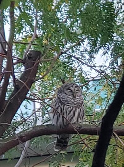 貓頭鷹
公園內偶爾可以發現貓頭鷹的存在。...