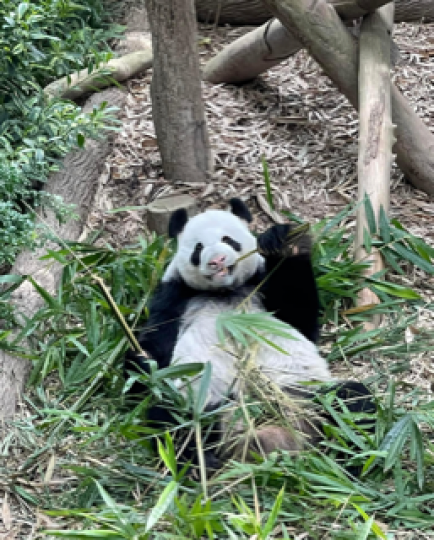 熊貓「叻叻」
「叻叻」周四在星加披河川生態園（ River Safari)的大熊貓展區正式亮相，遊客爭相拍照。牠每日分別在上、下午，會同遊人見面兩次。
「叻叻」的父母自2012年從中國到新加坡生活後，...