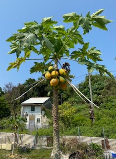 木瓜
離島郷村居民屋附近有小耕地，自給自足。這些樹上熟的木瓜，摘下來可當生果即食，清甜多汁。...