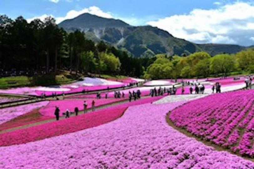 曰本琦玉縣羊山公園
羊山公園在每年春天是相當熱門的賞「芝櫻」景點，在4月中到5月初會盛開約1,000株的芝櫻，每年都會增加種植的數量。山坡種滿各種顏色的芝櫻，非常美麗，整個山坡都是浪漫的粉紅色、桃紅色...