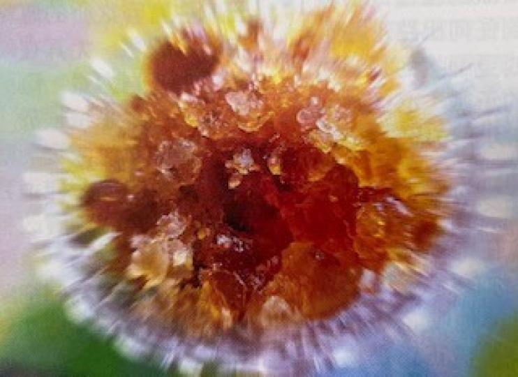 桃膠
桃膠有「平民燕窩」之稱。桃膠屬高纖,高蛋白質,但消化力較弱的長者和孩童進食過量會引致胃部不適。患有腎病人士要避免攝取過多的蛋白質對腎臟造成負膽。... 桃膠
桃膠有「平民燕窩」之稱。桃膠屬高纖,高蛋白質,但消化力較弱的長者和孩童進食過量會引致胃部不適。患有腎病人士要避免攝取過多的蛋白質對腎臟造成負膽。...
