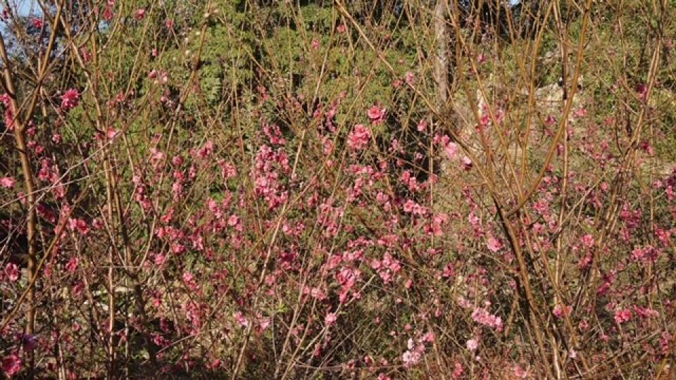 蛤塘
蛤塘位置處新界東北船灣郊野公園範內，與荔枝窩、三椏、梅子林等村落同屬沙頭角十約中之第九約(慶春約)。
今年村民種的桃花很好賣！...