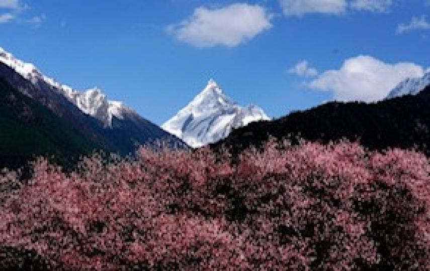 林芝桃花
林芝桃花之所以獨具魅力，是因為它生長在雪域高原，無人種植，無人養護，卻白沿雅魯藏布及其支流的河谷地帶一路鋪開，在印度洋暖流的滋潤下生根發芽開花結果，數百年來生生不息。...