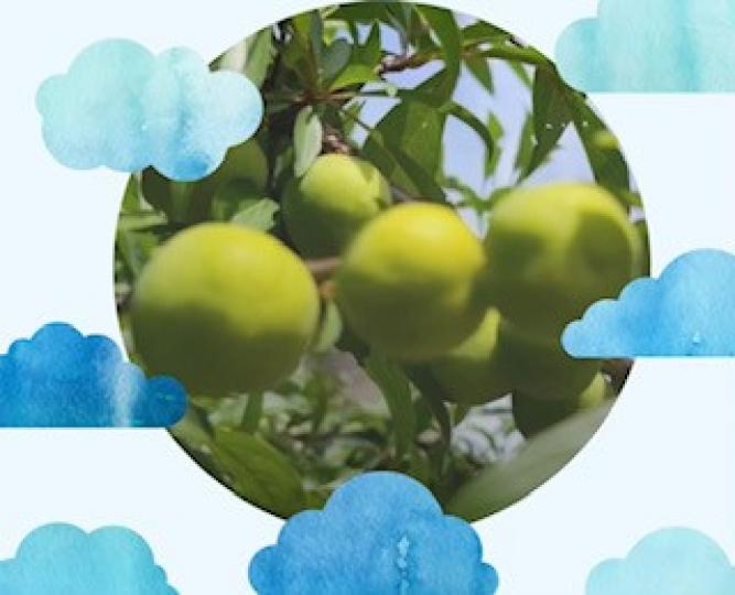 李子的趣聞
雖然李子是一種很美味的水果，但是吃多了會感覺虛熱，對人的身體不好，所以民間總有「李子樹下枱死人」的說法。...