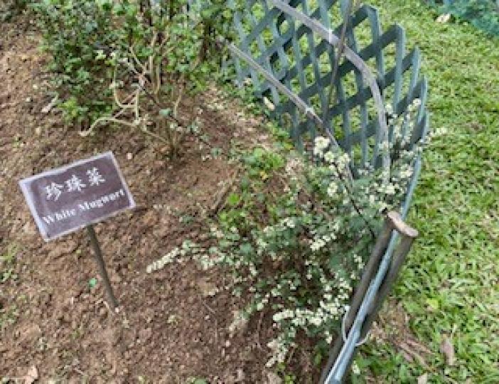 珍珠菜
珍珠菜的莖葉中含豐富的礦物質,尤以鉀的含量最高,並含有類黃酮化合物等。民間認為珍珠菜是對婦女有益的蔬菜,可作為產婦的補身菜譜。... 珍珠菜
珍珠菜的莖葉中含豐富的礦物質,尤以鉀的含量最高,並含有類黃酮化合物等。民間認為珍珠菜是對婦女有益的蔬菜,可作為產婦的補身菜譜。...