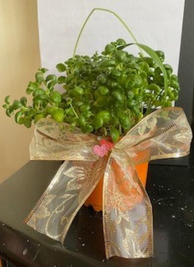 珍珠吊蘭
珍珠吊蘭是一種多肉植物,葉子圓圓的,非常肥厚,通體呈現出一種深綠色。栽種宜用疏鬆,透氣性好的泥土。... 珍珠吊蘭
珍珠吊蘭是一種多肉植物,葉子圓圓的,非常肥厚,通體呈現出一種深綠色。栽種宜用疏鬆,透氣性好的泥土。...