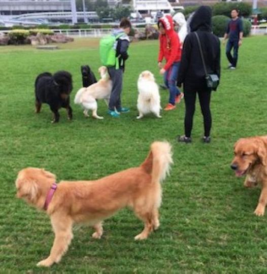 彭福公園
沙田彭福公園是可以帶寵物入園的，作為全港數一數二的狗狗公園，是不少愛狗之人的選擇，可以帶同愛犬一齊玩。...