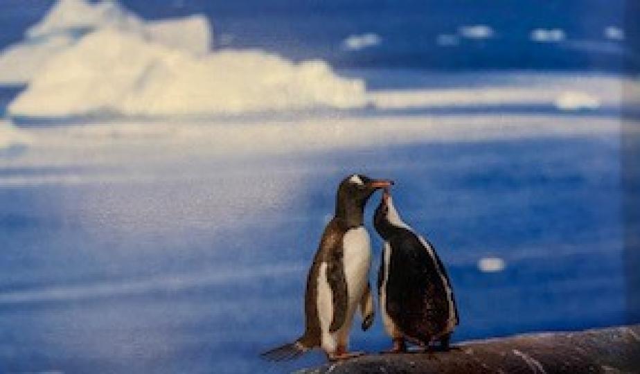 巴布亞企鵝

巴布亞企鵝是所有鳥類之中泳速最快的游泳高手，速度可達到每小時36公里。...